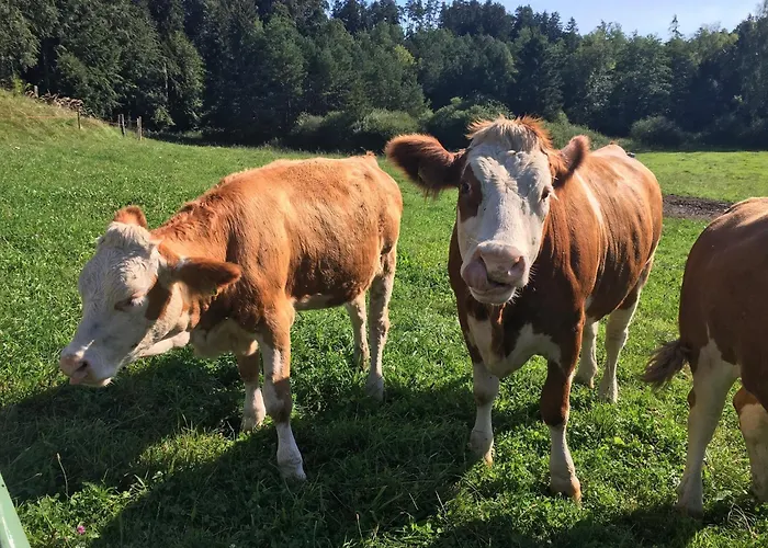 Appartamento Gruberhof Rimsting